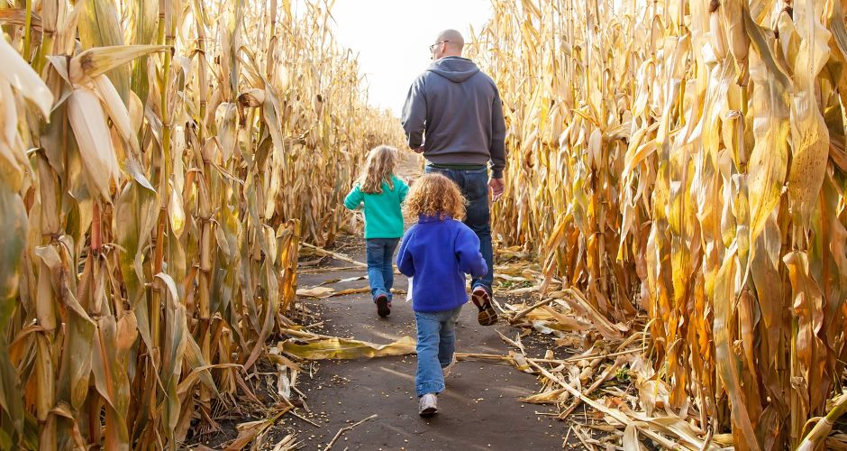 father and two daughters walking through a corn maze