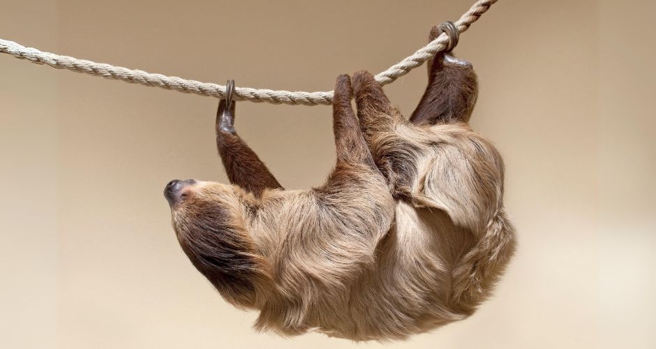 A sloth hangs leisurely from a thick rope, its long claws gripping securely as it displays its characteristic relaxed pose.